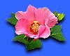 Flower of Cairns